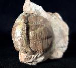 Illaenus sarsi JAANUSSON 1954 - Bild © FossNet FossilienStore